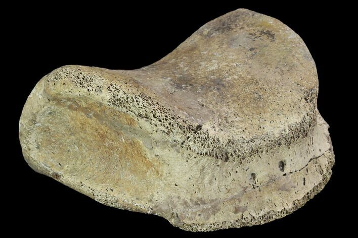 Hadrosaur Foot Bone - Alberta (Disposition #-) #100531